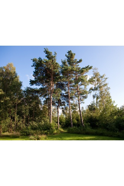 Сосна звичайна в ландшафті